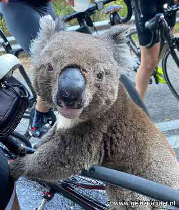 Uitgedroogde koala slurpt bidon Australische fietser leeg