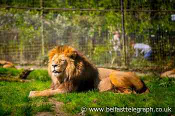 Lindy McDowell: Why I believe Belfast Zoo should be closed