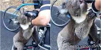 Australia's heat wave is so bad a dehydrated koala flagged down a cyclist for water