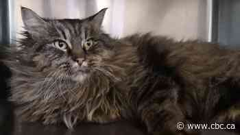 'Lucky cat': Stowaway stuck in car's exhaust system seeks home