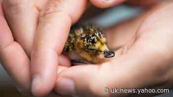 Rare spoon-billed sandpipers hatched at nature reserve