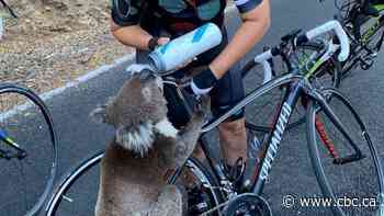 Thousands of koalas feared dead in Australia wildfires