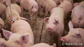 OPP investigating theft of 130 pigs from a farm in South West Oxford Township