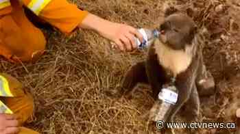 Thousands of koalas feared dead in Australia wildfires