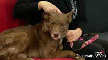 SCARS adoptable pets: Saturday, Dec. 28