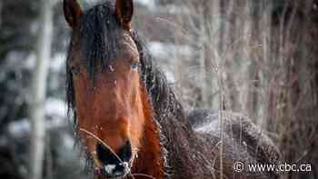 'A distinct identity:' Advocacy group wants protection for Alberta's wild horses