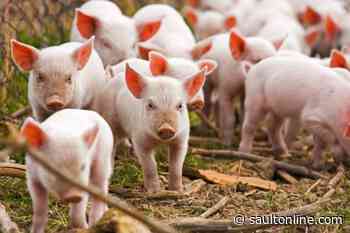 Police search for suspects after 130 six-month-old pigs are stolen from farm