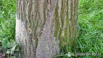 Ede gaat ondanks rups de eik nog niet weren