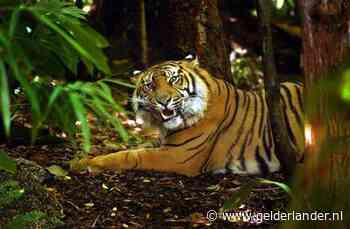 Oom verjaagt bloeddorstige tijger, die even later zijn nichtje (30) levend verscheurt