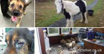 Tyneside's shameful catalogue of cruelty: 10 shocking animal abuse cases of 2019