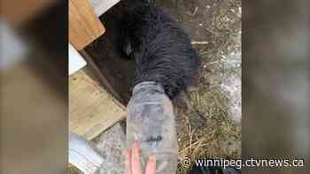 Dog rescued in remote community with jar stuck on its head, shot six times