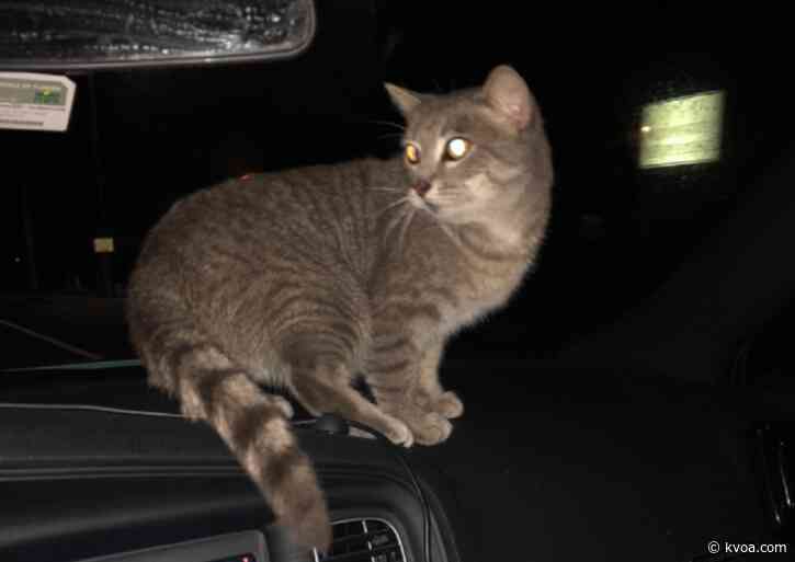 Florida cat reunited with owner 2 years after hurricane