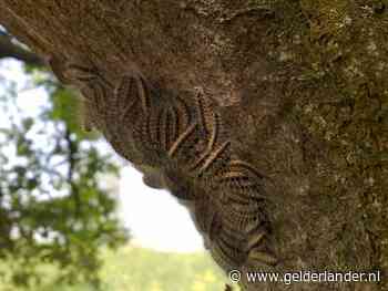 Hoe de eikenprocessierups het Binnenhof binnenkroop, met dank aan mijn dochter