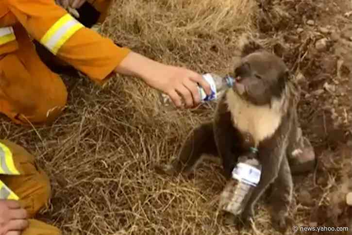 Thousands of koalas feared dead in Australia wildfires