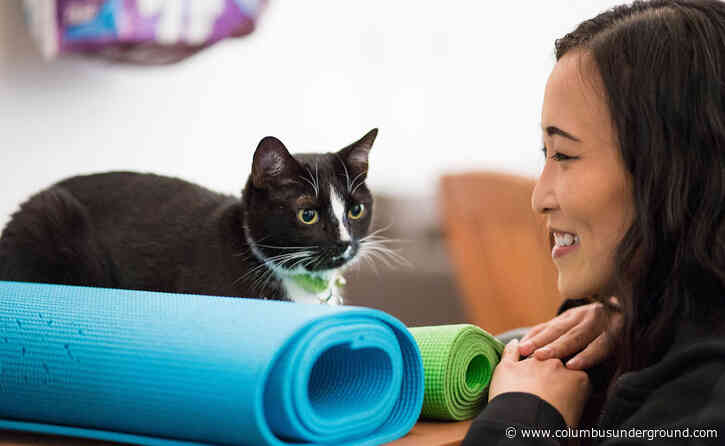 Columbus Humane Society’s Cat Cafe Restarts Yoga Program