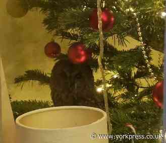 Tawny owl heads for Christmas tree after falling down chimney into couple's home