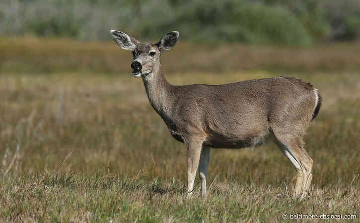 Police Respond To Burglary Call In SW Baltimore Home, Instead Find Deer Inside