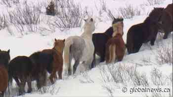 Cochrane horse sanctuary at capacity; founder concerned about fate of Alberta wild horses in 2020