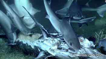 Shark swallowed whole during rarely seen deep-sea feast