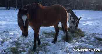 Calgary-area horse sanctuary at capacity; founder concerned about fate of Alberta wild horses in 2020