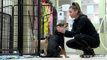 Fostering dogs helped this Olympic speed skater fight depression and get back on track