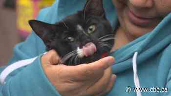 Winnipeg couple's missing cat found in rubble days after Boxing Day apartment fire