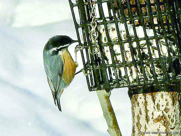 Sault’s annual bird count beats 10-year average