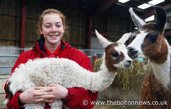 Festive joy at Smithills Farm as baby llama arrives on Christmas Day