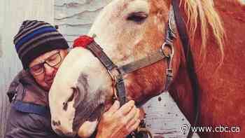 As Montreal's calèche ban comes into effect, horses face uncertain future