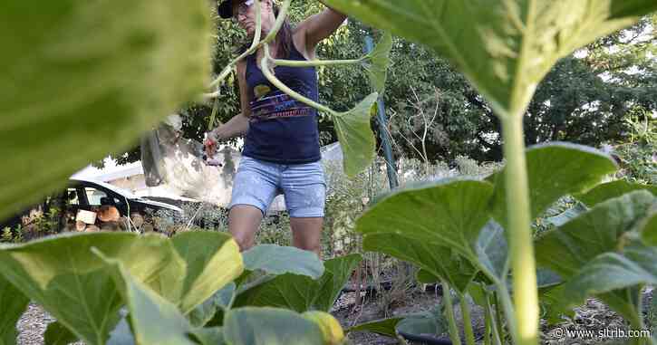 Letter: We need more gardens, not more warehouses