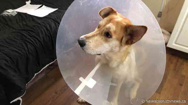 GoFundMe for injured Saskatoon dog surpasses is $1,200 goal