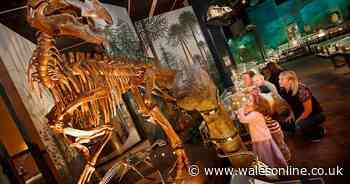 A sleepover with Dippy the Diplodocus and other dinosaurs is happening at a Welsh museum