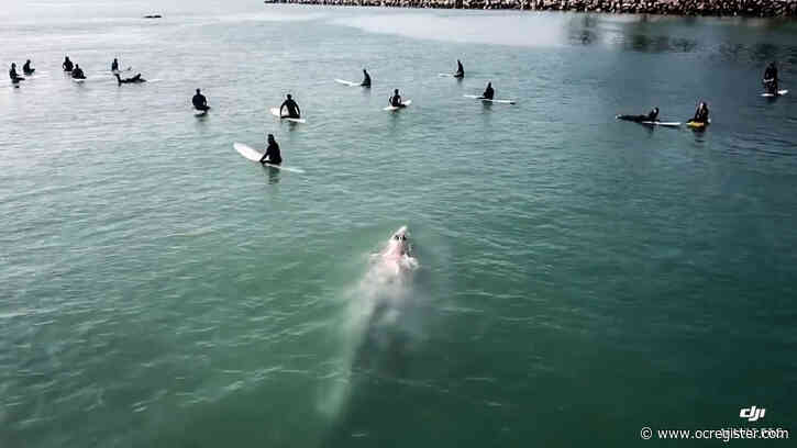 Wet and wild: sea creature stories that went viral in 2019