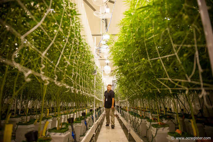 Marijuana: 6 things to watch for in California in 2020