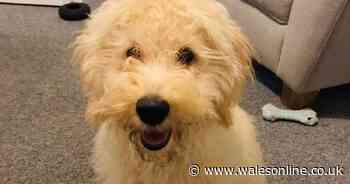 Owner of stolen dog Waffle told to pay £1,000 or pet 'will be beheaded'