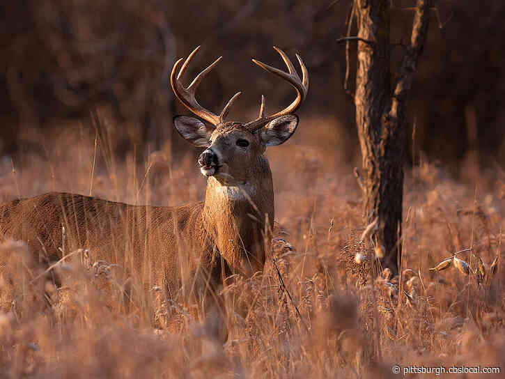 Pa. Game Commission: Probe Into Video Showing Deer Being Tortured Nearly Complete