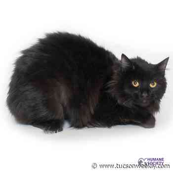 Adoptable Pets: Belinda Needs a Home