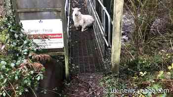 Oil’s well that ends well for sheep rescued from bridge