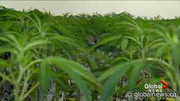 CAA releases study about young Canadian drivers and cannabis use