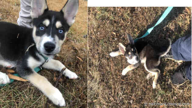 Police Searching For Suspects Who Stole Puppy At Gunpoint In Prince George’s County