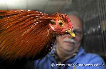 Gamecock show returns to Ramsbottom for 175th year
