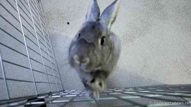 Calgary Humane Society sees holiday jump in adoption numbers