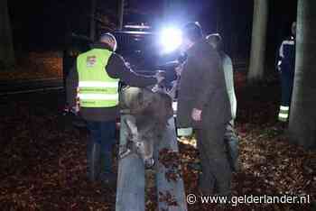 Automobilist rijdt door na doodrijden van edelhert op N224 bij Ede
