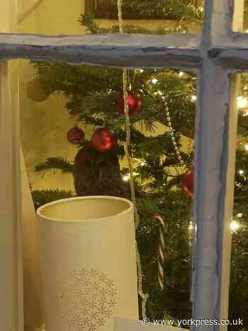 Owl who fell down chimney released back into wild