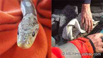 5ft pet snake rescued after getting trapped inside car’s gearstick