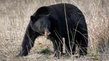 Saskatoon restaurant owner fined $29,120 for buying illegal bear gallbladders and paws