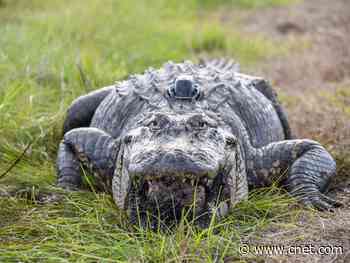 Alligators in little 'top hats' could give scientists a better look at reptile life     - CNET