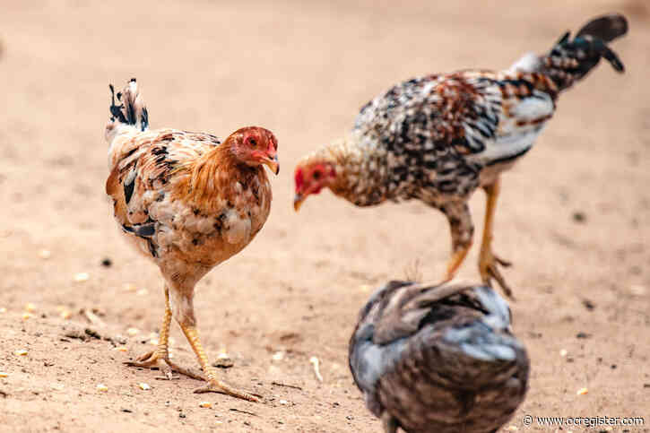 New wave of chicken-killing Newcastle disease hits Southern California