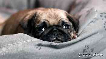 Your dog hates fireworks. Here's how to help Sparky survive New Year's Eve