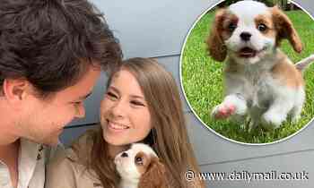 Bindi and Chandler Irwin debut their new puppy: 'Our family is growing!'